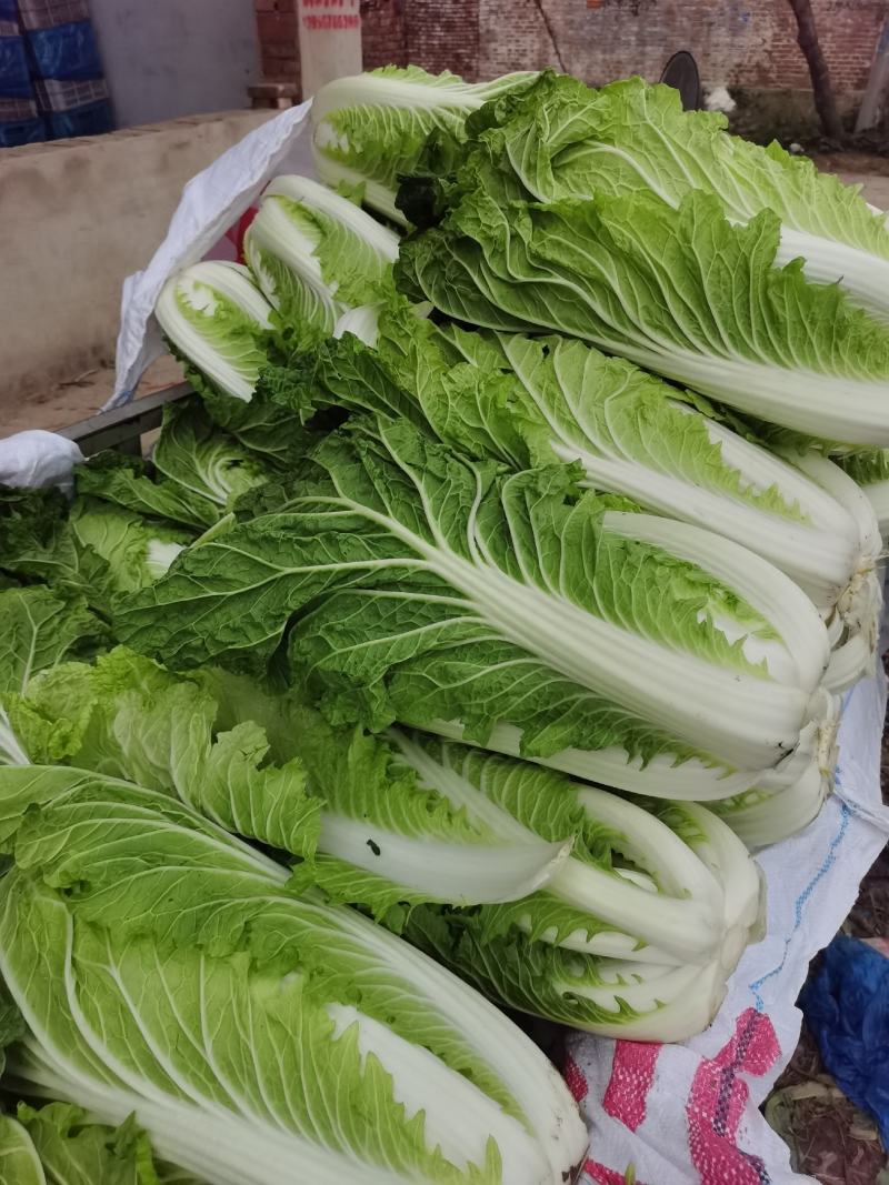 精品砀山黄心大白菜，秋宝义和秋无虫眼，一手货源。