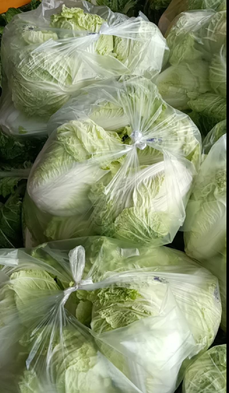 精品砀山黄心大白菜，秋宝义和秋无虫眼，一手货源。