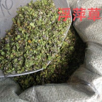 浮萍草别名水浮萍可搭配多品种采购大货联系客服