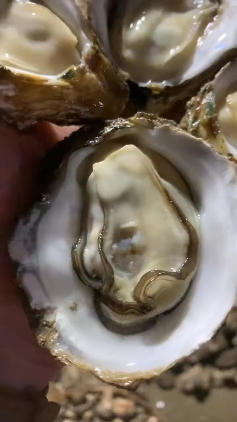 生蚝。