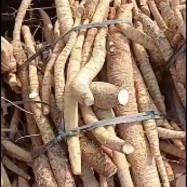 黄皮无次牛小叶统货牛大力！！