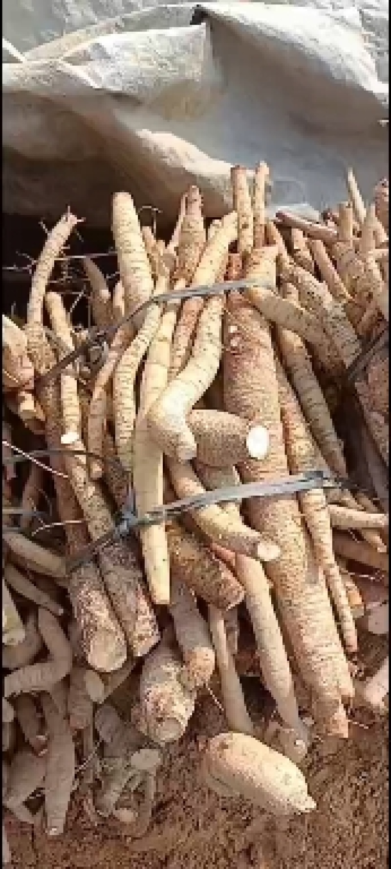 黄皮无次牛小叶统货牛大力！！