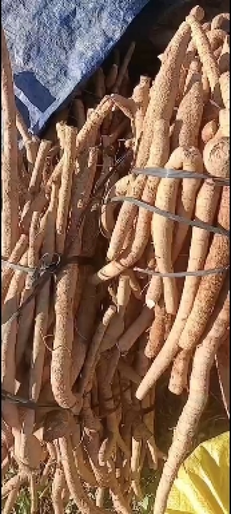 黄皮无次牛小叶统货牛大力！！