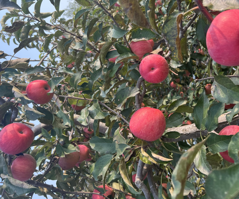 辽宁苹果代办代发寒富苹果代办代发辽宁苹果批发价格