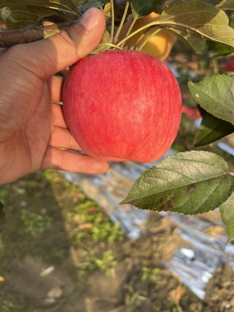 辽宁苹果代办代发寒富苹果代办代发辽宁苹果批发价格