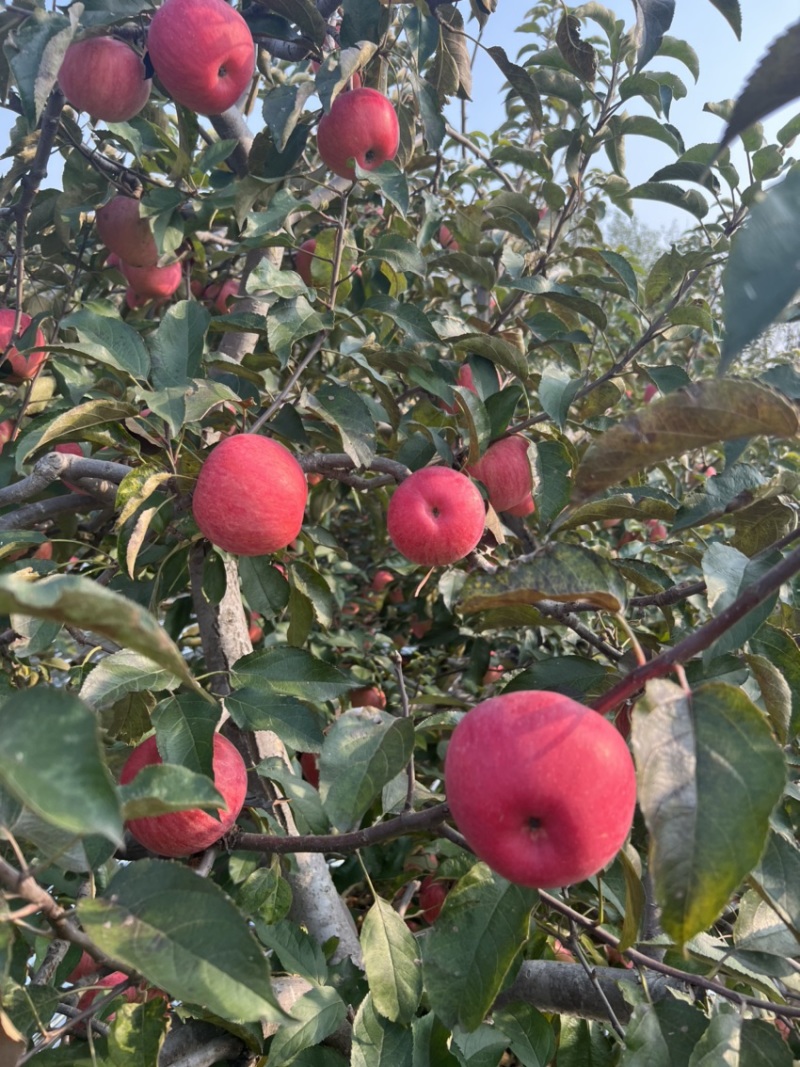 辽宁苹果代办代发寒富苹果代办代发辽宁苹果批发价格