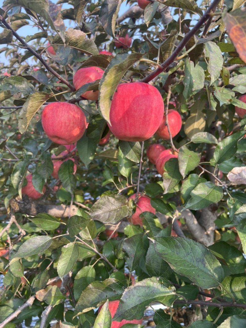 辽宁苹果代办代发寒富苹果代办代发辽宁苹果批发价格