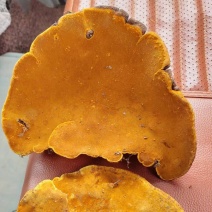 桑黄
