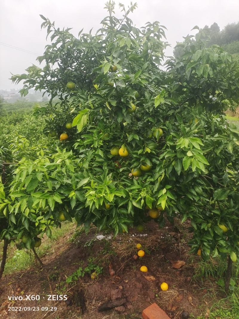 口感甜过初吻，果肉美过情人，爱媛38以成熟，欢迎骚扰