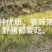 2022年新米:三锹高山泠水米