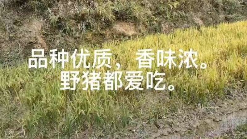 2022年新米:三锹高山泠水米