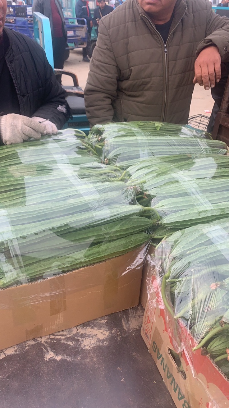 精品丝瓜万亩基地一手货源价格实惠量大从优欢迎采购