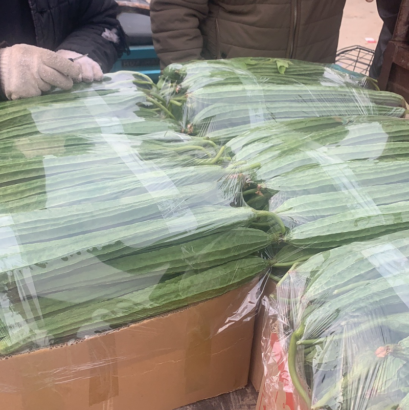 精品丝瓜万亩基地一手货源价格实惠量大从优欢迎采购