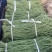 精品豆角基地直供一手货源品质保证诚信经营欢迎采购
