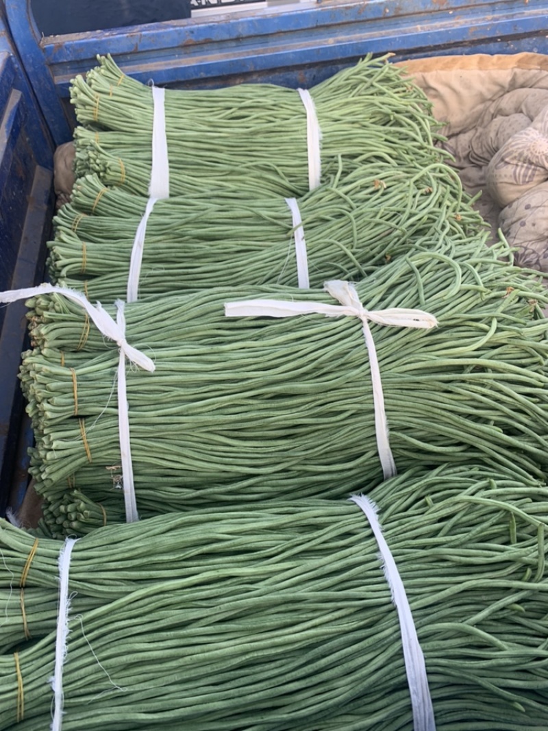 精品豆角基地直供一手货源品质保证诚信经营欢迎采购