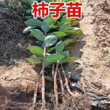 柿子苗，柿树柿树苗，自家苗圃培育，无中介，欢迎大家光临