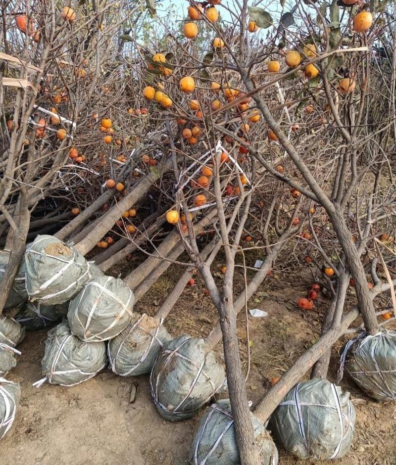 柿子苗，柿树柿树苗，自家苗圃培育，无中介，欢迎大家光临