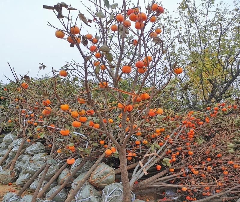 柿子苗，柿树柿树苗，自家苗圃培育，无中介，欢迎大家光临