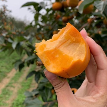柿子树苗