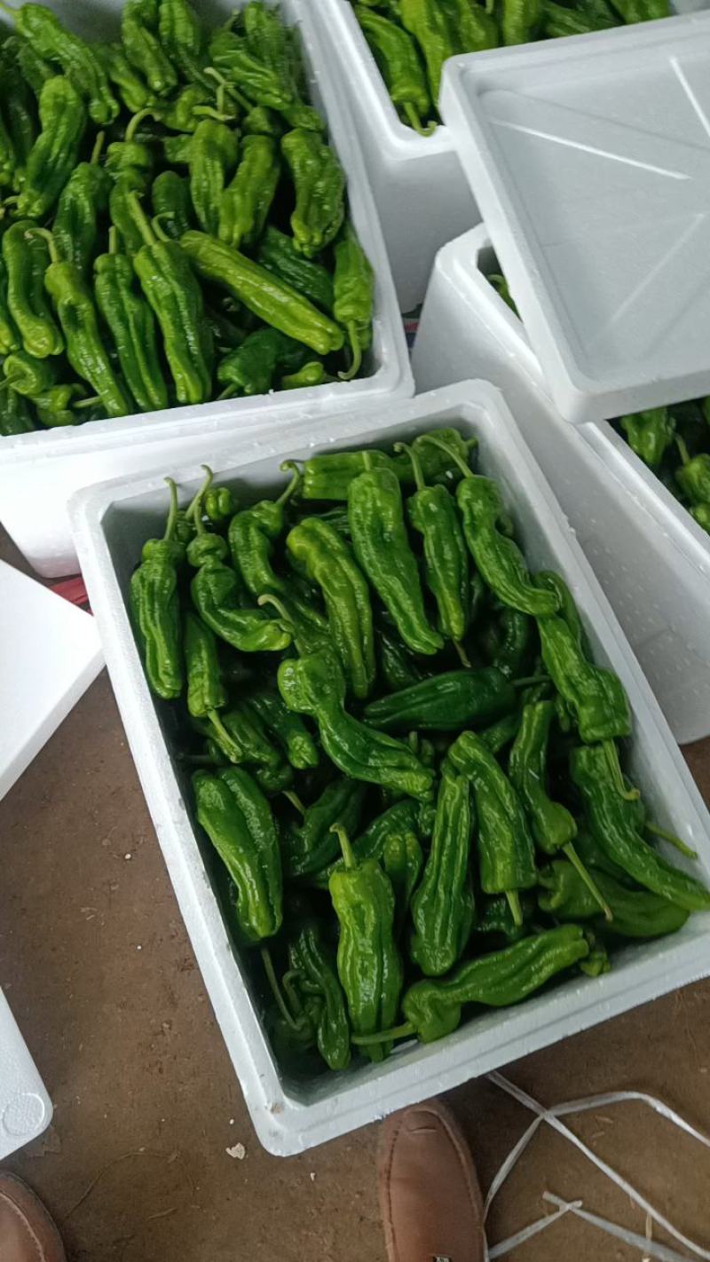 薄皮辣椒大量上市，本市场货多价美，质量保证，欢迎客户采购