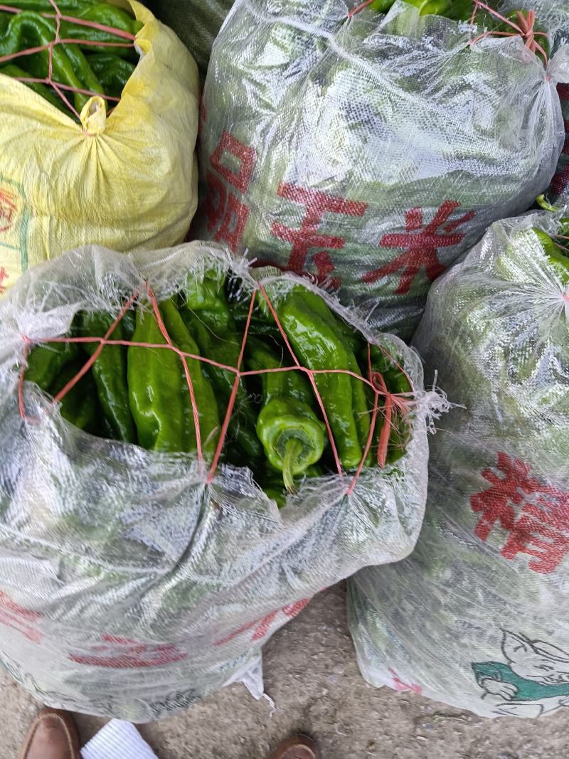薄皮辣椒大量上市，本市场货多价美，质量保证，欢迎客户采购