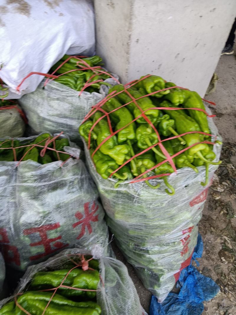 薄皮辣椒大量上市，本市场货多价美，质量保证，欢迎客户采购