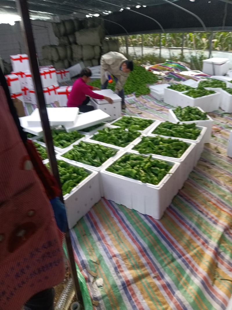 薄皮辣椒大量上市，本市场货多价美，质量保证，欢迎客户采购