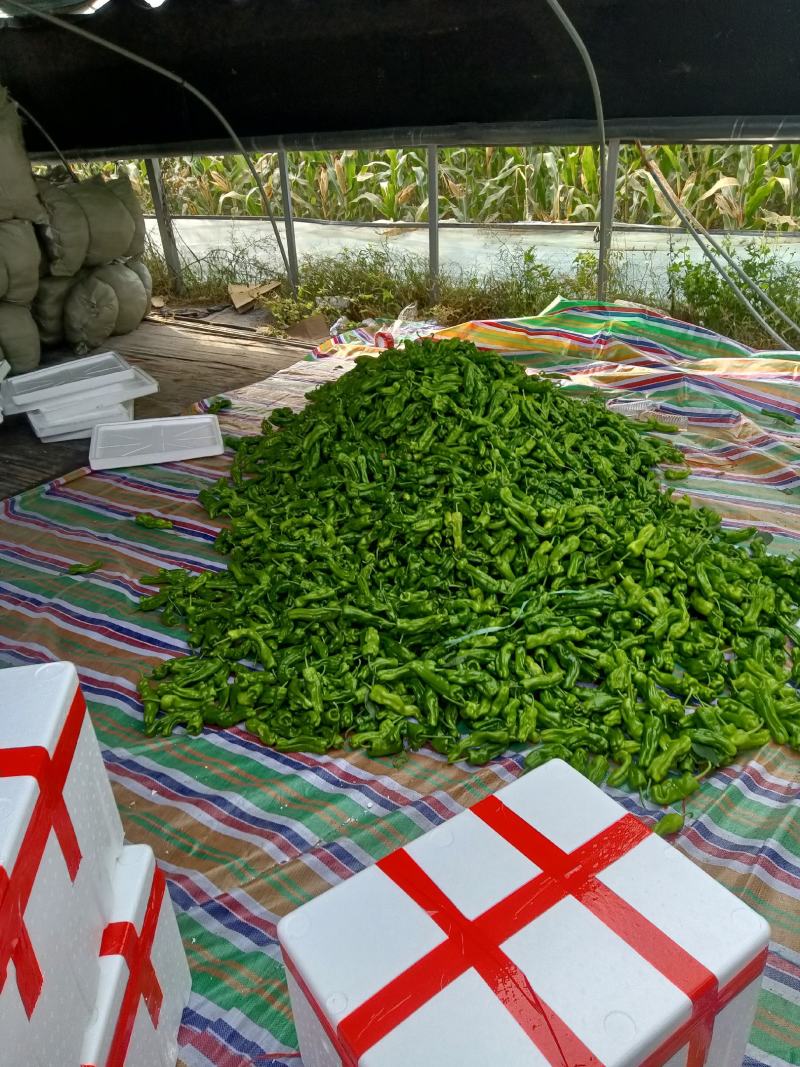 薄皮辣椒大量上市，本市场货多价美，质量保证，欢迎客户采购