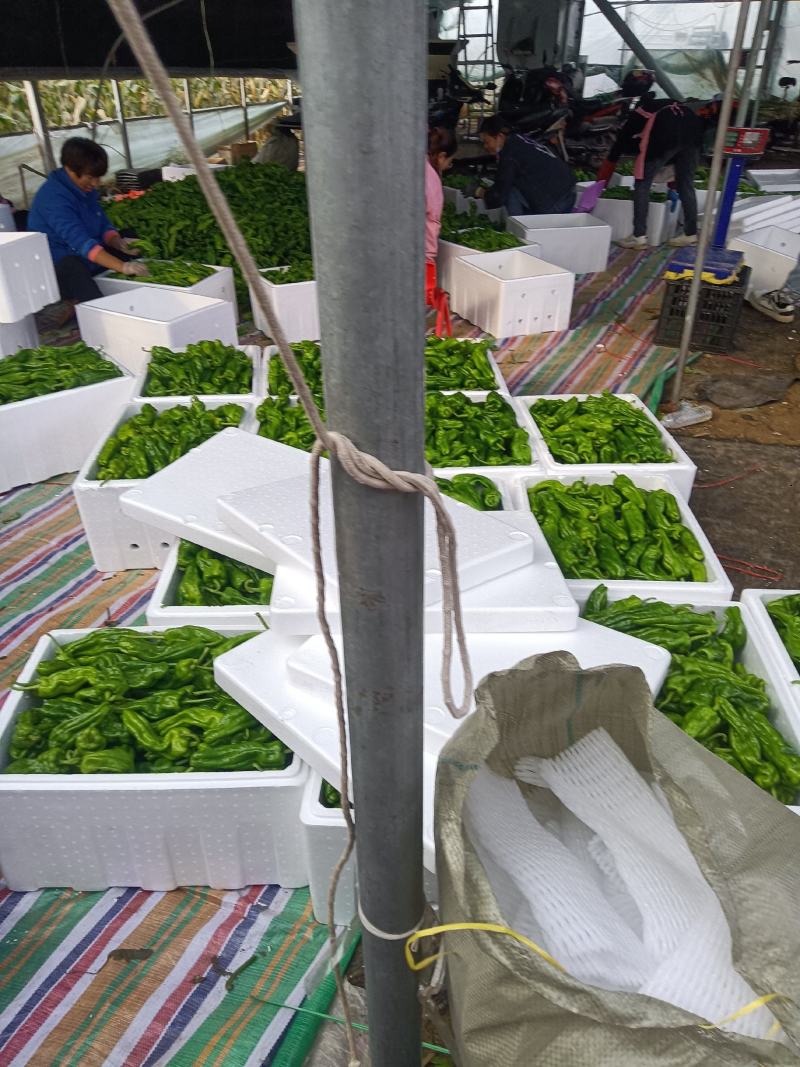 薄皮辣椒大量上市，本市场货多价美，质量保证，欢迎客户采购