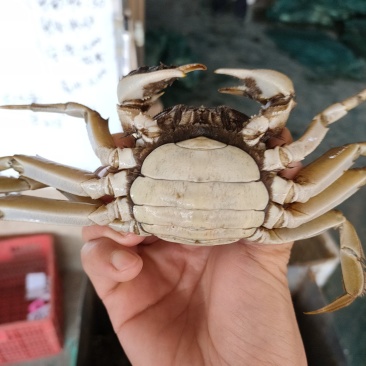 洪湖大闸蟹抢鲜上市中秋送礼佳品批发零售物流顺风都可以