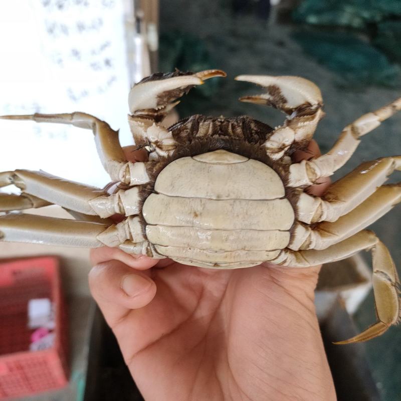 洪湖大闸蟹抢鲜上市中秋送礼佳品批发零售物流顺风都可以