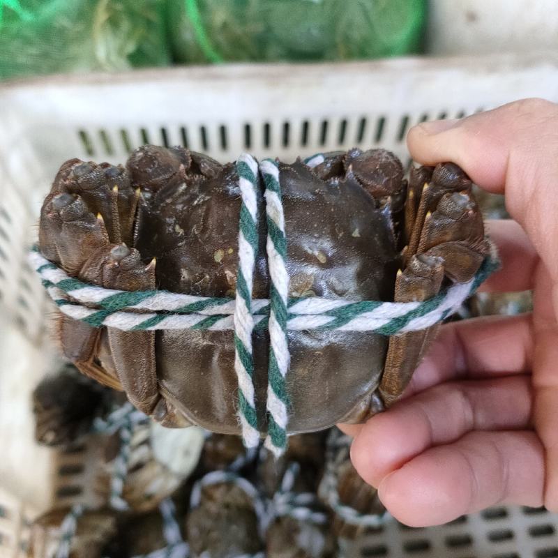 洪湖大闸蟹抢鲜上市中秋送礼佳品批发零售物流顺风都可以