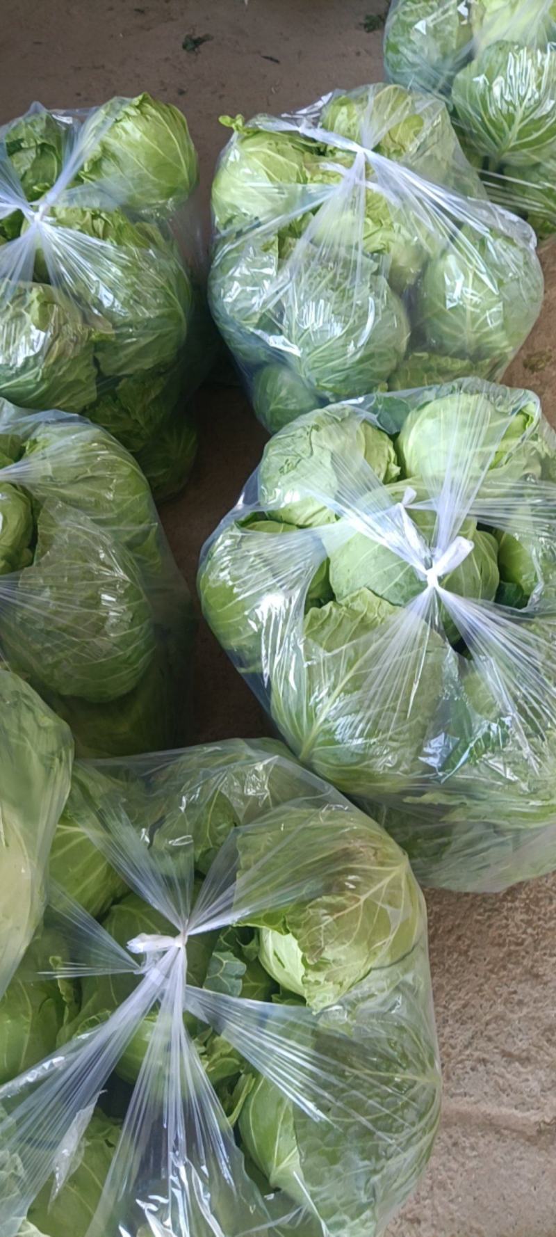 牛角甘蓝，大量上市，质量好，对接各大市场，商超