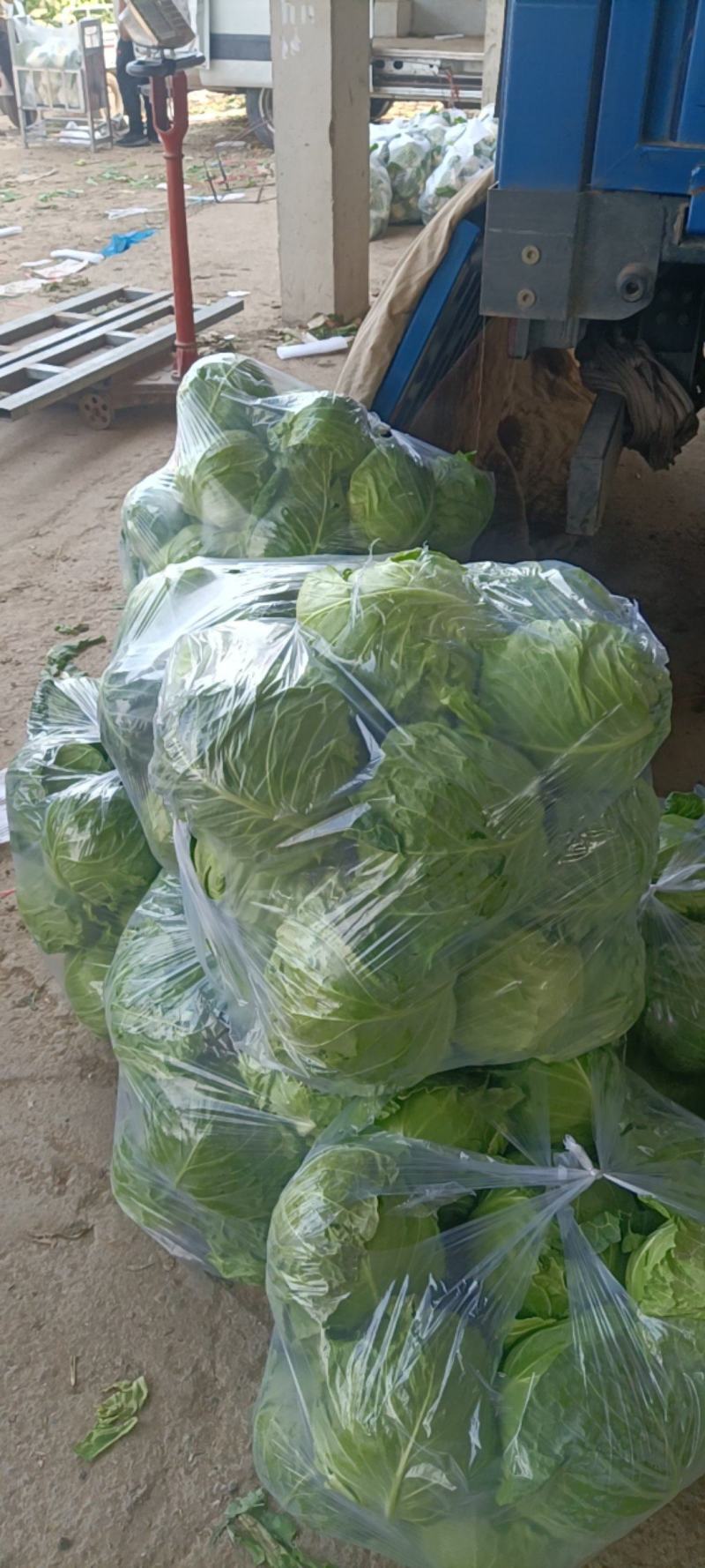 牛角甘蓝，大量上市，质量好，对接各大市场，商超