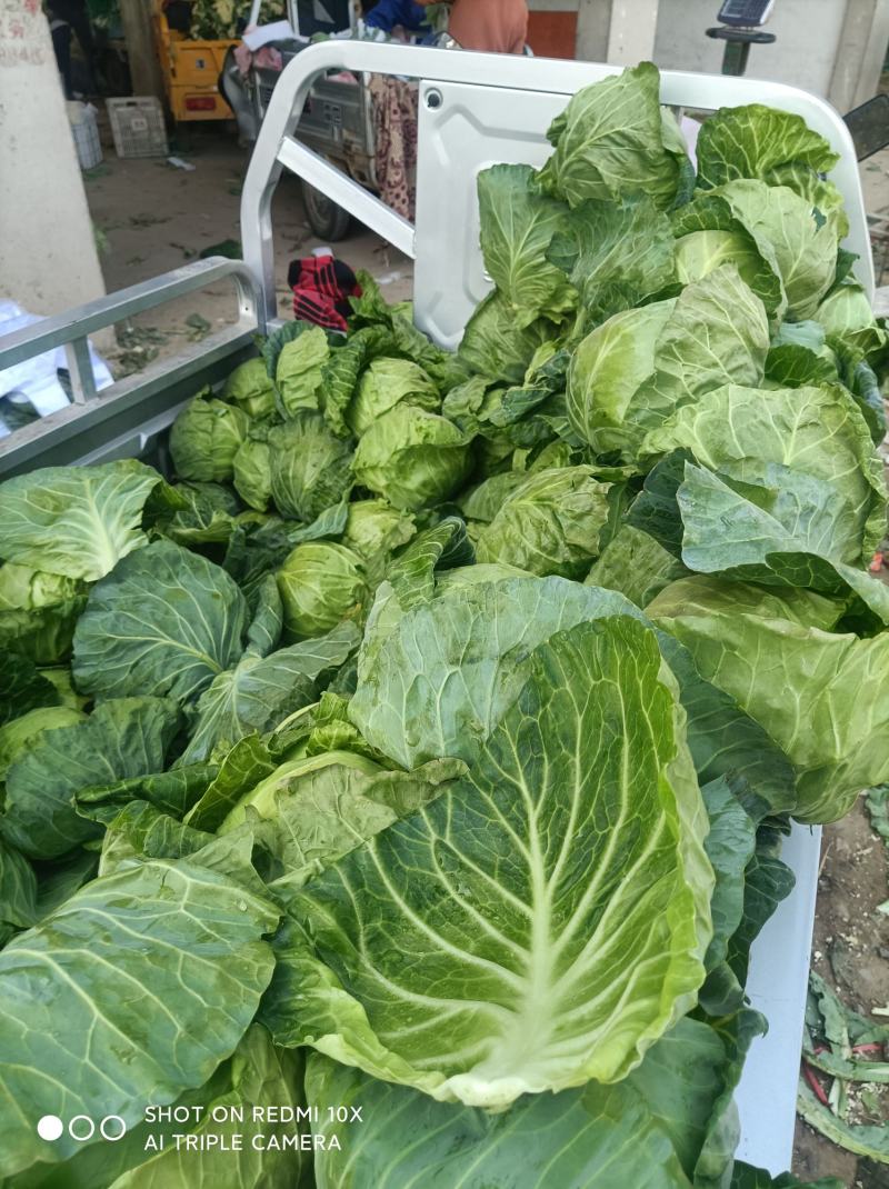 牛角甘蓝，大量上市，质量好，对接各大市场，商超