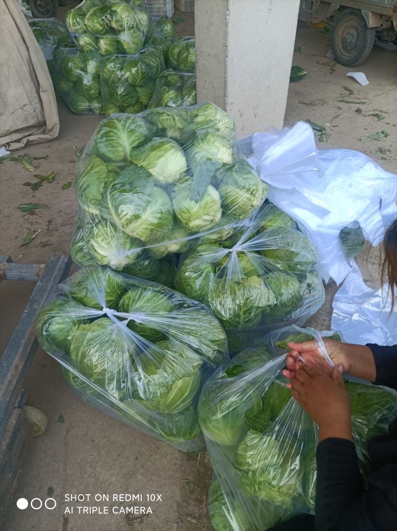 牛角甘蓝，大量上市，质量好，对接各大市场，商超