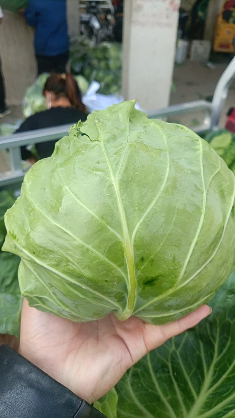 牛角甘蓝，大量上市，质量好，对接各大市场，商超
