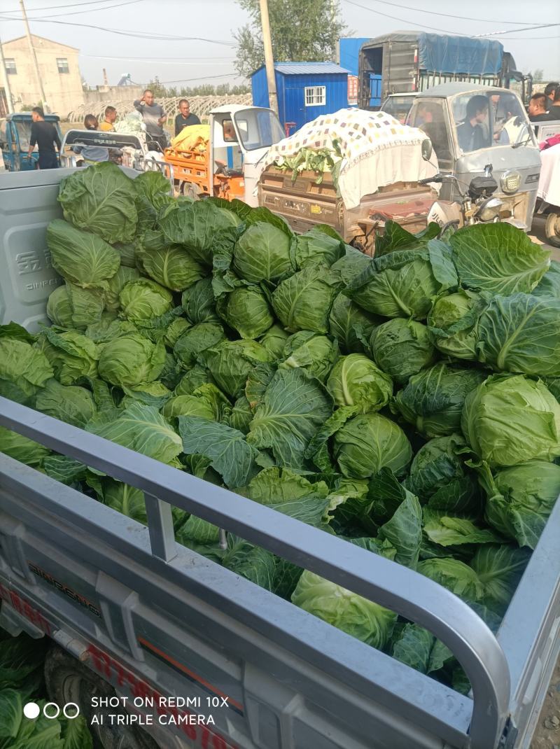 牛角甘蓝，大量上市，质量好，对接各大市场，商超