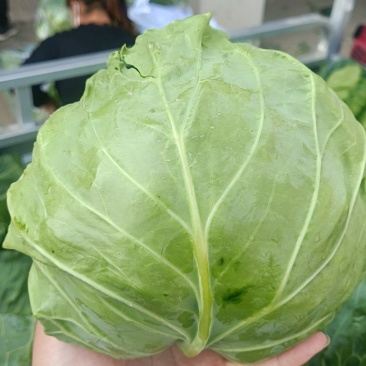 牛角甘蓝，大量上市，质量好，对接各大市场，商超