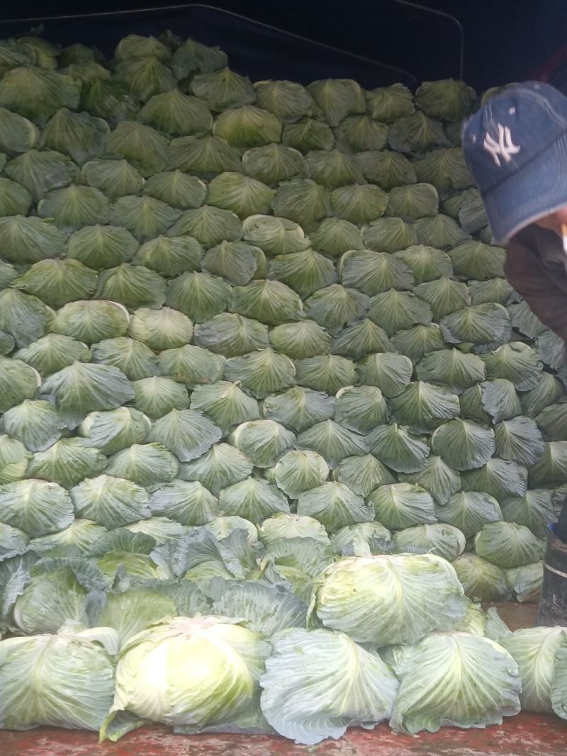 湖北省利川高山包菜，小牟诚信为您服务，以质量求生存