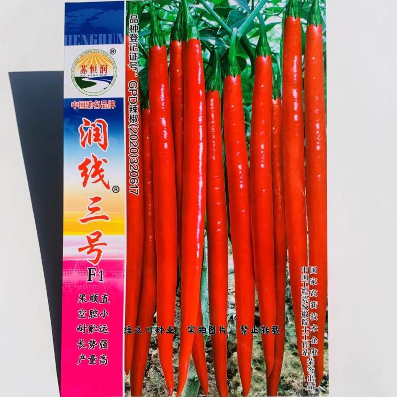 润线三号青红两用线椒种子熟果鲜红光亮辣味浓香果顺直