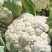 白面青梗花菜松花菜质量保障视频看货物美价廉欢迎来电