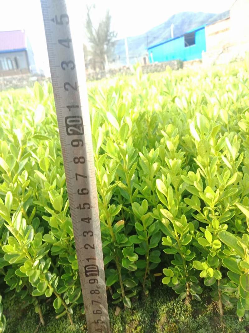 黄杨苗黄杨小苗产地直发小叶黄杨景观模纹