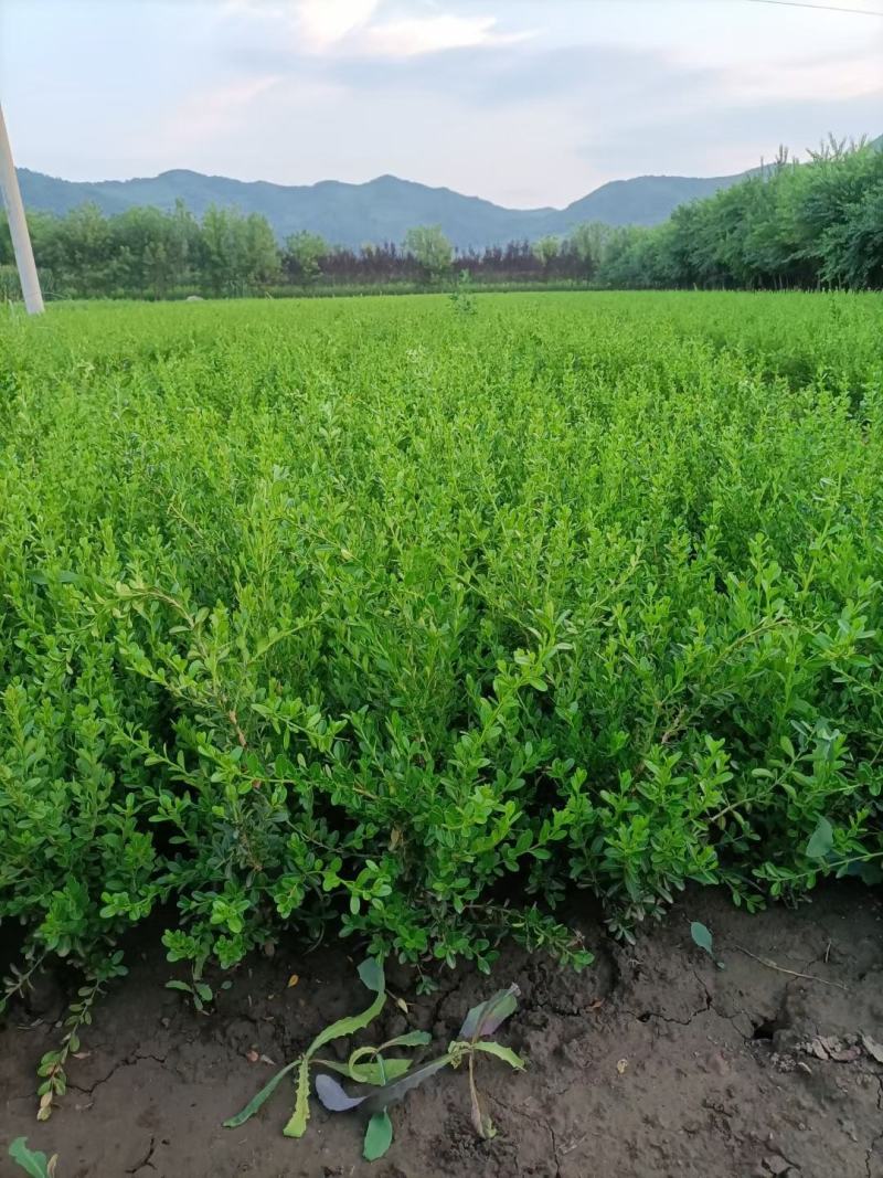 黄杨苗黄杨小苗产地直发小叶黄杨景观模纹