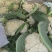 白面青梗花菜松花菜质量保障视频看货物美价廉欢迎来电