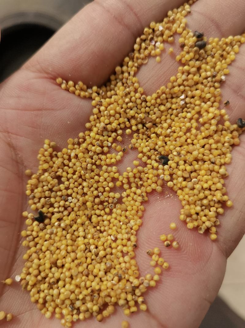 新衡谷36需要联系价格美丽