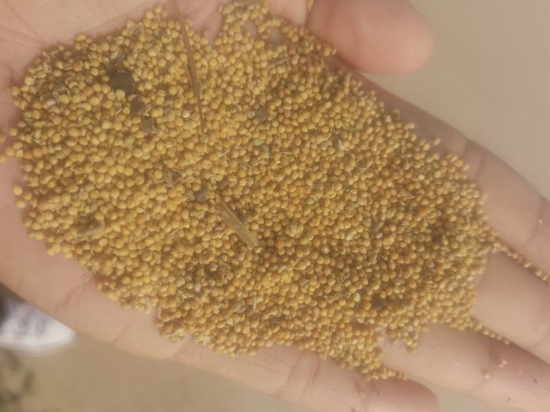 新衡谷36需要联系价格美丽