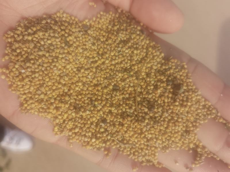 新衡谷36需要联系价格美丽