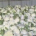 白面青梗花菜松花菜质量保障视频看货物美价廉欢迎来电
