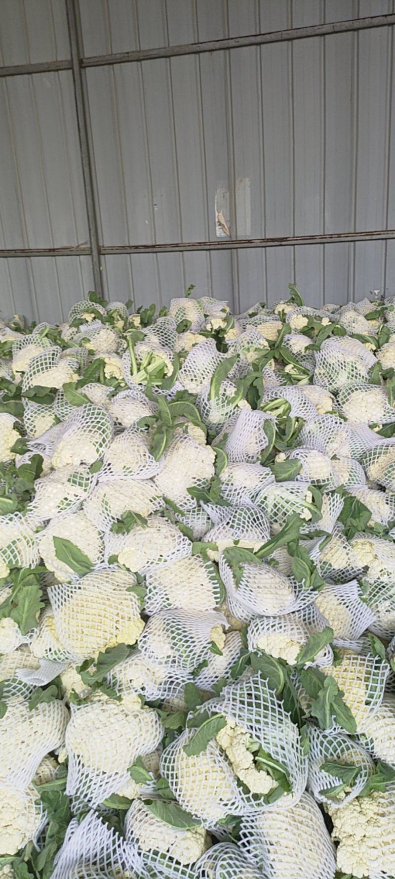 白面青梗花菜松花菜质量保障视频看货物美价廉欢迎来电